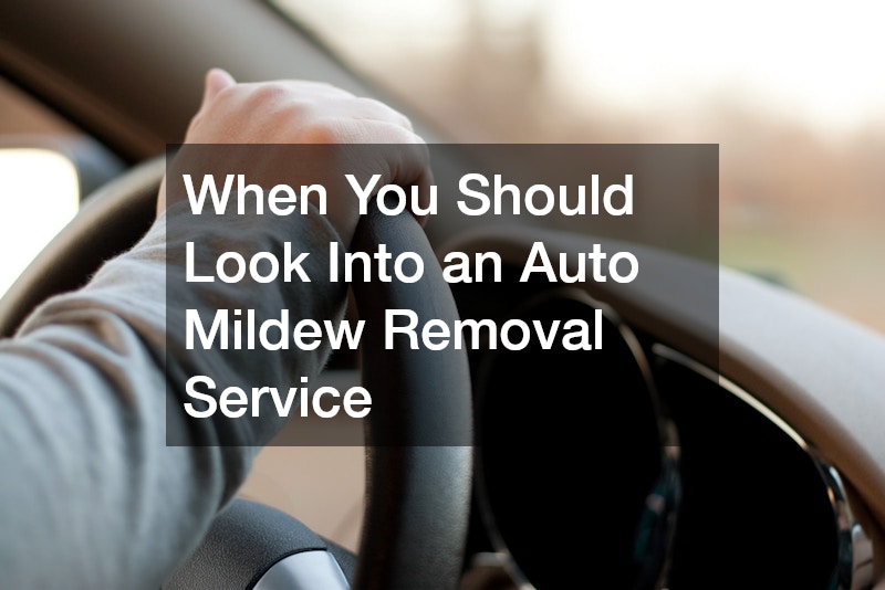 When You Should Look Into an Auto Mildew Removal Service